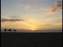 WA Bedouin and camels walk along beach horizon, Egypt Stock Footage