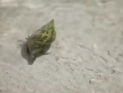 Struggling hermit crab Stock Footage