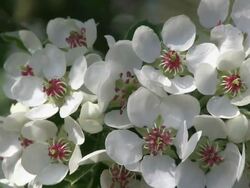 CU Blooming pear tree / Kastel-Staadt, Rhineland-Palatinate, Germany Stock Footage