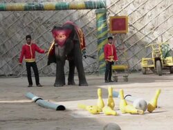Bowling Elephants In Thailand Stock Footage