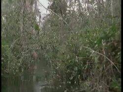 MWA POV of boat moving down overgrown river, South America Stock Footage