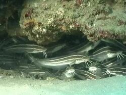 CU Shot of Striped eel-catfish hiding in cave and swimming against surge / Matola, Maputo, Mozambique Stock Footage