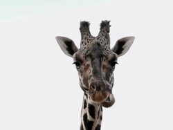 GIRAFFE HEAD CHEWING THE CUD Stock Footage