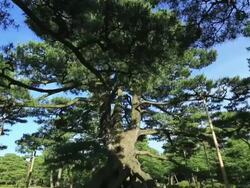 MS TU View of Japanese old Pine in Japanese garden Kenrokuen / Kanazawa, Ishikawa, Japan Stock Footage