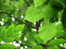 HD, NTSC: Green leaf (video) Stock Footage