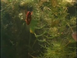 Great Diving Beetle (Dytiscus marginalis) defending itself with noxious chemical release from Perch (Perca sp.) predator, sequence, UK Stock Footage