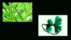 Reproduction in Ferns Instructional Video