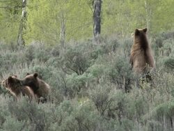 MS Shot of three grizzly cubs standing and looking in sage / Tetons, Wyoming, United States Stock Footage