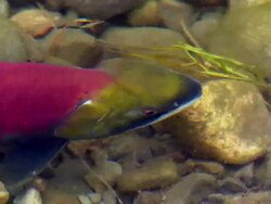 CU Coho salmon spawning in Horsefly river / Horsefly, British Columbia, Canada Stock Footage
