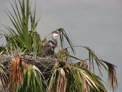 Two Heron Chicks Panting Stock Footage