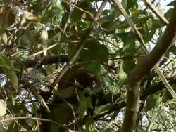MS Coatimundi climbing on tree / Guanacaste, Costa Rica Stock Footage