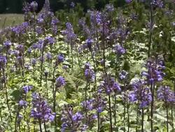 MS Shot of mountain flowers blowing in wind at Mount Fellhorn near Allgau Alps / Oberstdorf, Bavaria, Germany Stock Footage