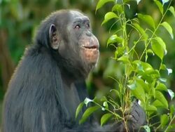 CU Adult Chimpanzee sitting and picking off leaves to eat, chewing Stock Footage