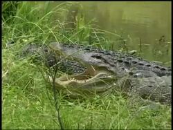 Zoom in to CU two Alligators lying on grassy bank, one yawns, Brazos Bend State Park, Texas, USA Stock Footage