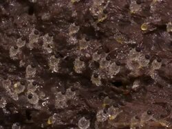 T/L dung fungi (Pilobolus sp.) on cow dung moving to sun and collapsing take 1, UK Stock Footage