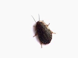 Cockroach NTSC Stock Footage