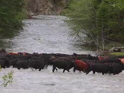 Cowboy herding cattle across a river Stock Footage
