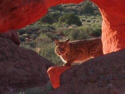 MS Bobcat (Lynx rufus) poses in natural red rock arch /Utah, USA Stock Footage