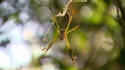 A spider clings to its web. Stock Footage