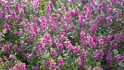 Slow motion, Sprinkler water in flowers garden Stock Footage