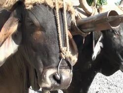 Brahma bulls Stock Footage