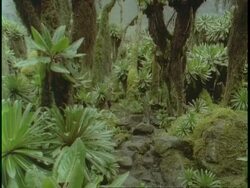 WA people moving to camera in lush jungle, Rwenzori mountains, Uganda, Africa Stock Footage