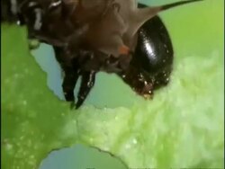 ECU Zoom out, Cairns Birdwing butterfly caterpillar feeding on leaf, Australia Stock Footage