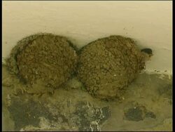 House Martin (Delichon urbicum) in ceiling nest, Cyprus (with audio) Stock Footage