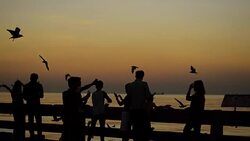 Silhouette panning: people happy with flock of seagulls at dusk Stock Footage