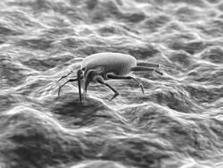 Tick, animation in the style of a scanning electron micrograph Stock Footage