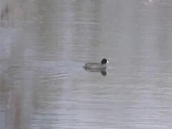Diving duck 3  1080/60i Stock Footage