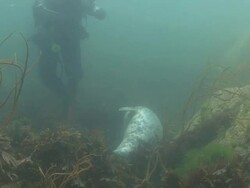 Grey Seal and Scuba Diver Stock Footage