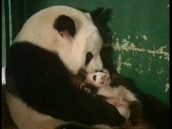 MCU Mother panda nurses baby Stock Footage