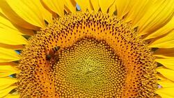 bee eating carpel pistil on sunflower Stock Footage