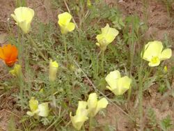 WS View of Yellow petals of the desert primrose flower with orange wild daisy / Namaqualand, Northern Cape, South Africa Stock Footage