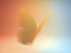 Beautiful butterfly Stock Footage