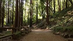 A young women running, working out, stretching and checking her mobile device outdoors on a sunny day. Stock Footage