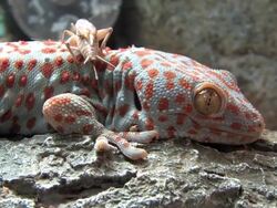 Tokays gecko Stock Footage