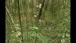 Moon Bear Sanctuary in China News Clip