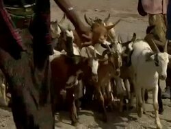 Group of goats led by men at camel fair Stock Footage