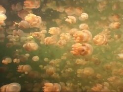 Jellyfish (Mastigias sp.) hundreds near surface. Jellyfish lake, Palau, Western Pacific Stock Footage