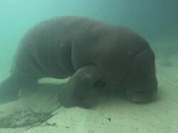 Manatee (Trichechus manatus) Baby, sleeping, medium close up, Florida, North Atlantic Ocean  Stock Footage