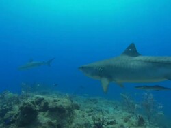 Tiger shark, Galeocerdo cuvier, over reef. Bahamas  Stock Footage