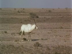 MS Arabian Oryx, Oryx leucoryx, standing in desert, side view, Jiddat al Harasis desert, Oman Stock Footage