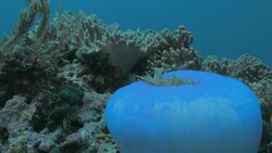 Anemonefish hiding in blue Magnificent sea anemone Stock Footage