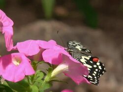 exotic butterflies in the garden Stock Footage