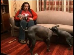 Dog lovers in Peru are suggesting a Peruvian hairless dog as the First Pet for the Obama family, saying the dogs meet the family's requirement of being hypoallergenic. Instructional Video