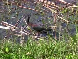 Glossy Ibis Feeding in a Wetland Stock Footage