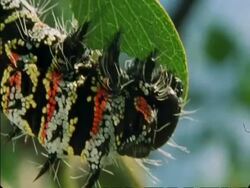 CU Caterpillar hanging from branch eating leaf, Botswana, Africa Stock Footage