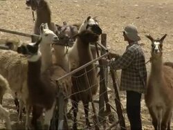 VOICED: Woolly bonanza in Israeli llama-farmer drama News Clip
